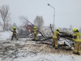 Burza i śnieżyca w Radomsku i powiecie. Strażacy usuwają skutki silnego wiatru