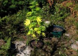 Herby: Plantacja marihuany. Policja zatrzymała 24-latkę