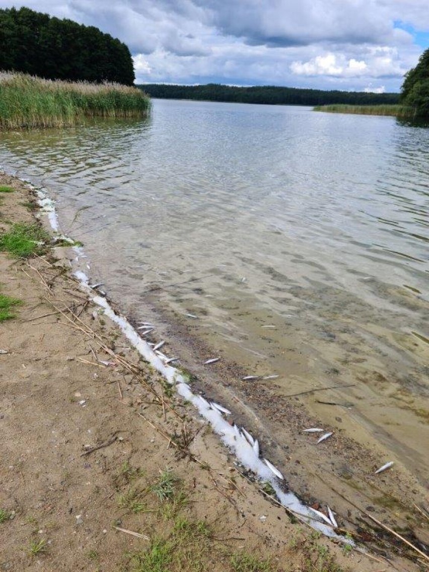 Martwe ryby w jeziorze Pile w gminie Borne Sulinowo. Przyducha i kormorany [zdjęcia]