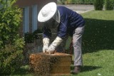 Pszczelarstwo w Polsce jest coraz bardziej popularne. Pasiek przybywa, a potrzeb na miód i tak jest coraz więcej
