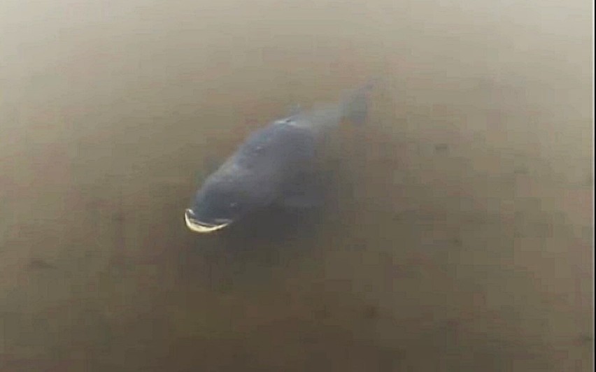 Duża tołpyga w Jeziorze Sławskim. Została nagrana przy brzegu w okolicy Pensjonatu Słoneczko. Mamy film!