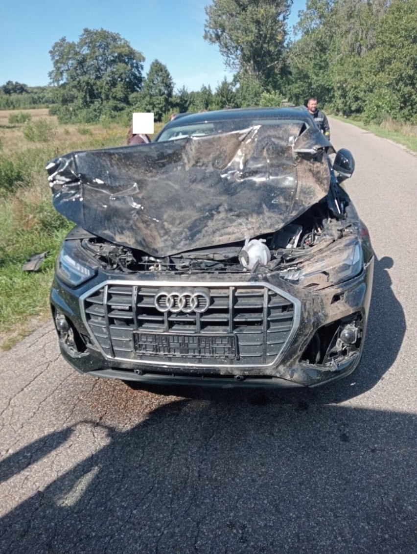 Zderzenie samochodu osobowego audi z jeleniem na drodze wojewódzkiej nr 213 w Przebendowie - gmina Choczewo (04.09.2022)