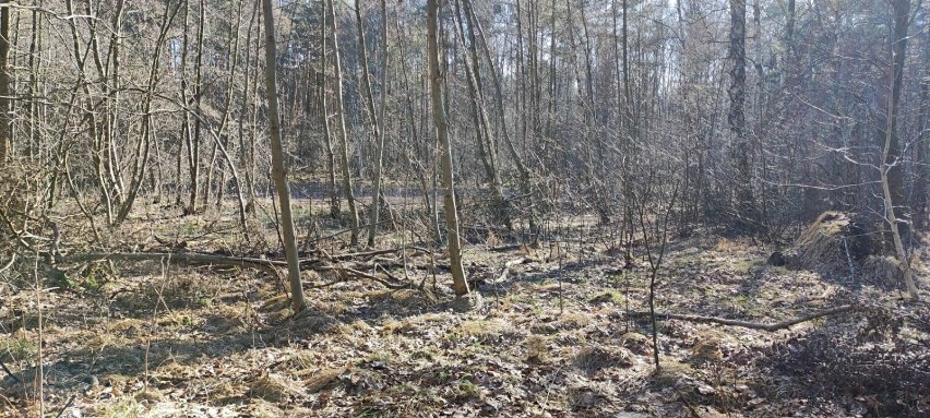 Na ponad 14 hektarach Lasu Zagórskiego w Sosnowcu postwanie...