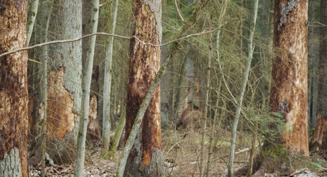 kornikowa zaraza /Puszcza Białowieska 2016/