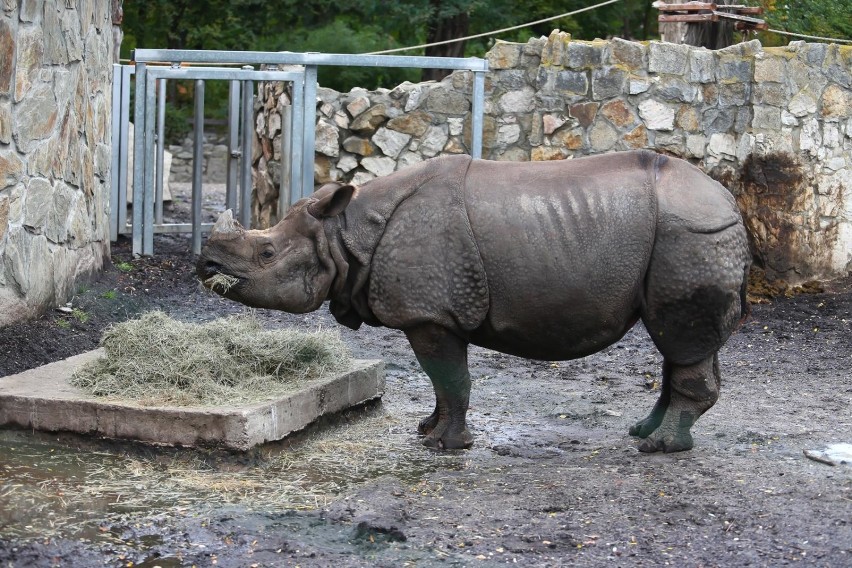 Tu mieszkają nosorożce indyjskie, zwane też nosorożcami...