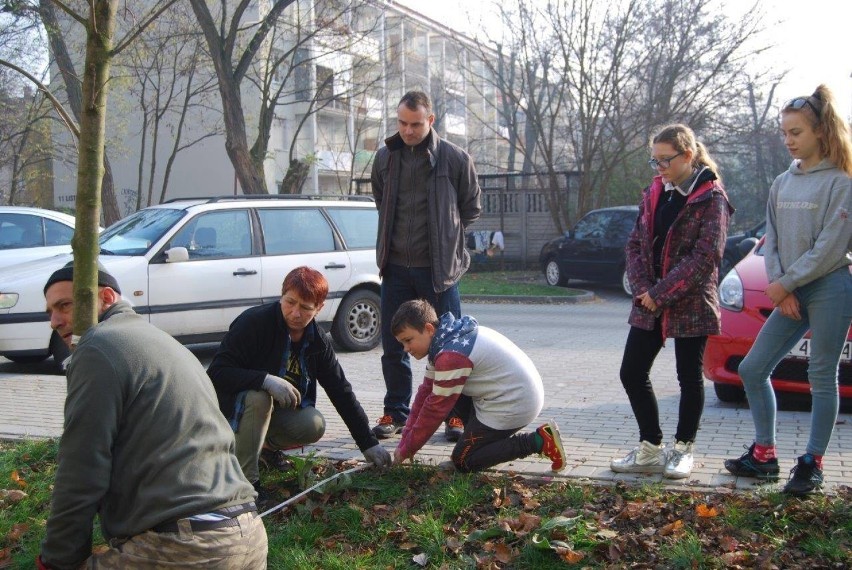 Uczniowie posadzili drzewa na ulicy 11 listopada w Kędzierzynie-Koźlu