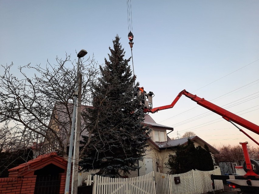 Choinka świąteczna pojawiła się już na Rynku Kościuszki....