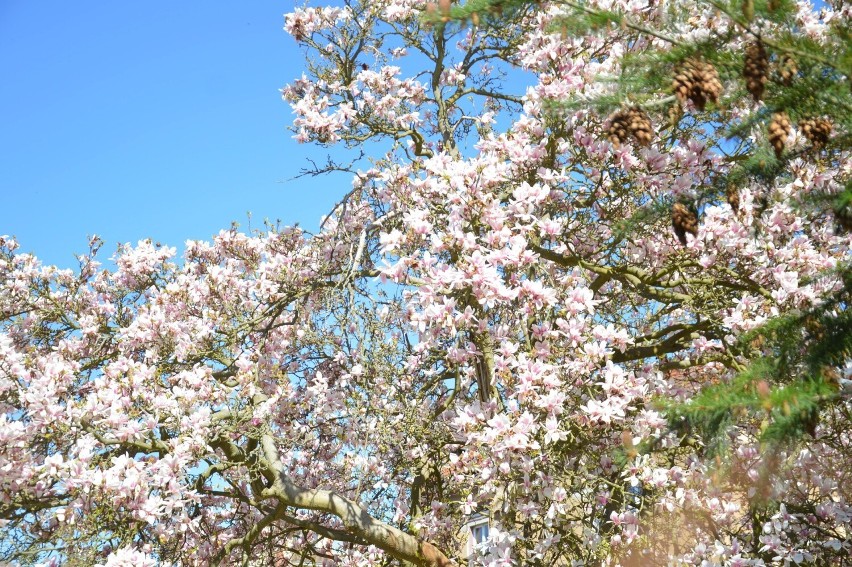 Kwitnące magnolie. Magnolia koło straży pożarnej w Żaganiu