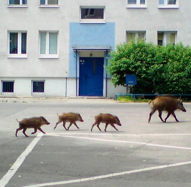 Dziki w Poznaniu są coraz odważniejsze. Spotkać je można nie tylko na obrzeżach miasta