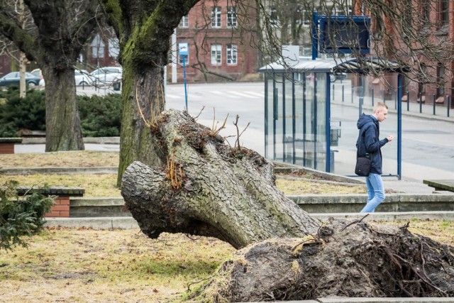 15.03.2018 bydgoszcz plac koscieleckich kasztanowce .  fot: tomasz czachorowski/polska press