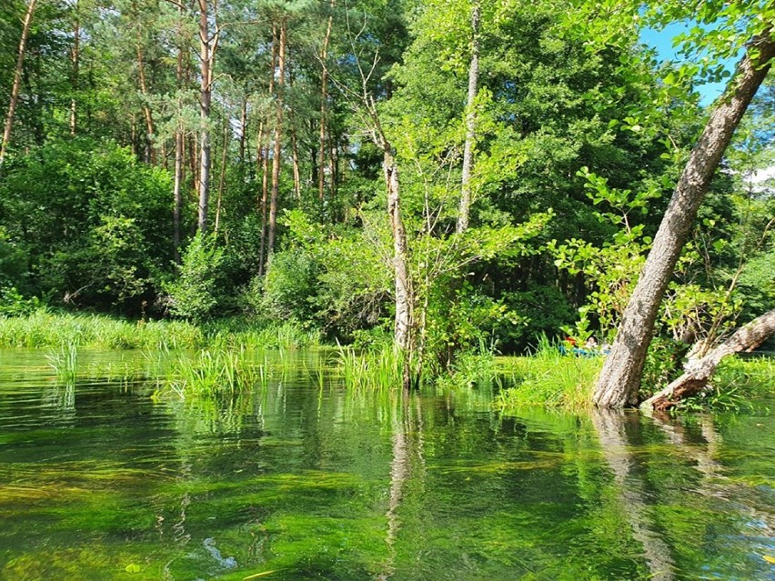 Warto wybrać się na spływ kajakowy rzeką Wdą ZDJĘCIA 