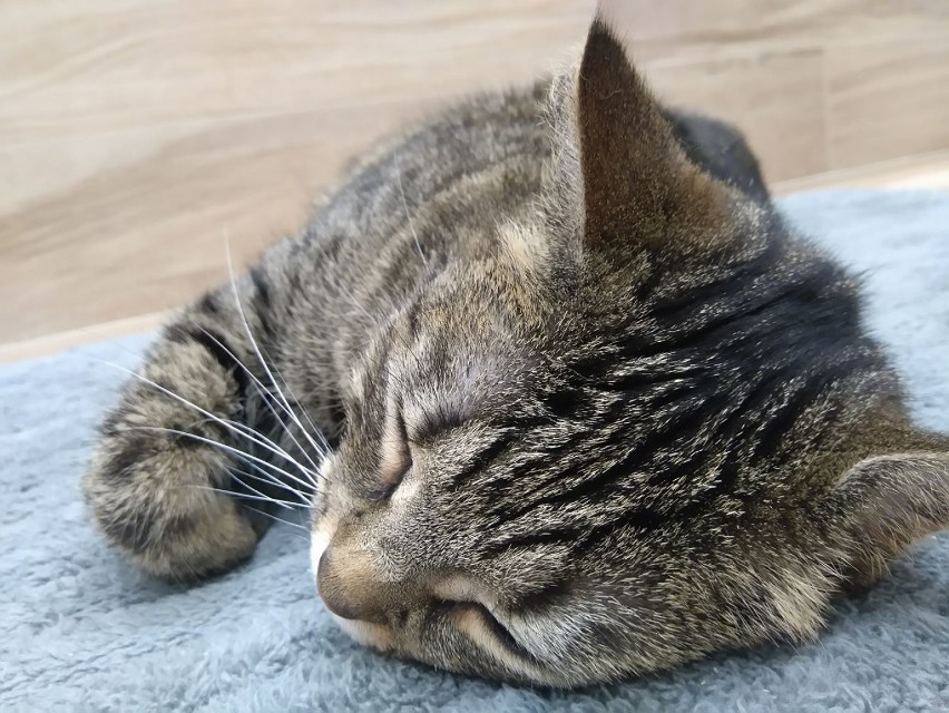 Maja - kotka z Władysławowa, zaginęła w niedzielę