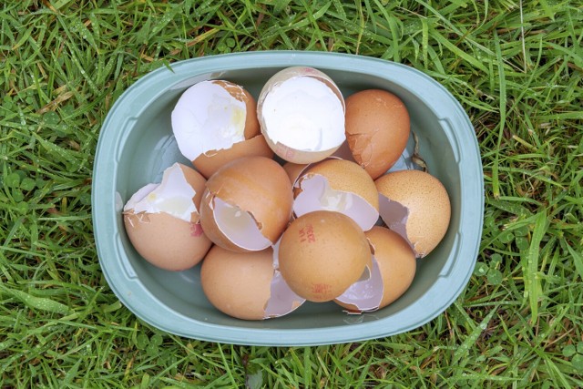 Nie wiesz, co zrobić ze skorupkami jaj? Możesz przygotować z nich nawóz do zasilania niektórych roślin ogrodowych i doniczkowych.