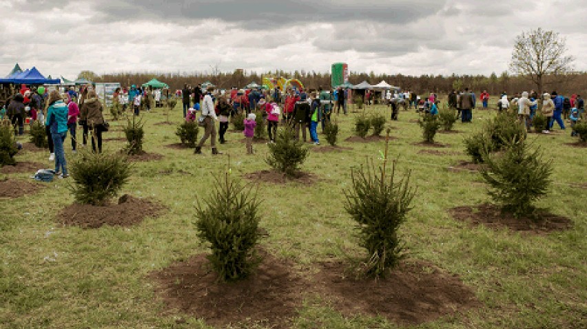 Pomóż posadzić 400 drzewek w Parku Tysiąclecia