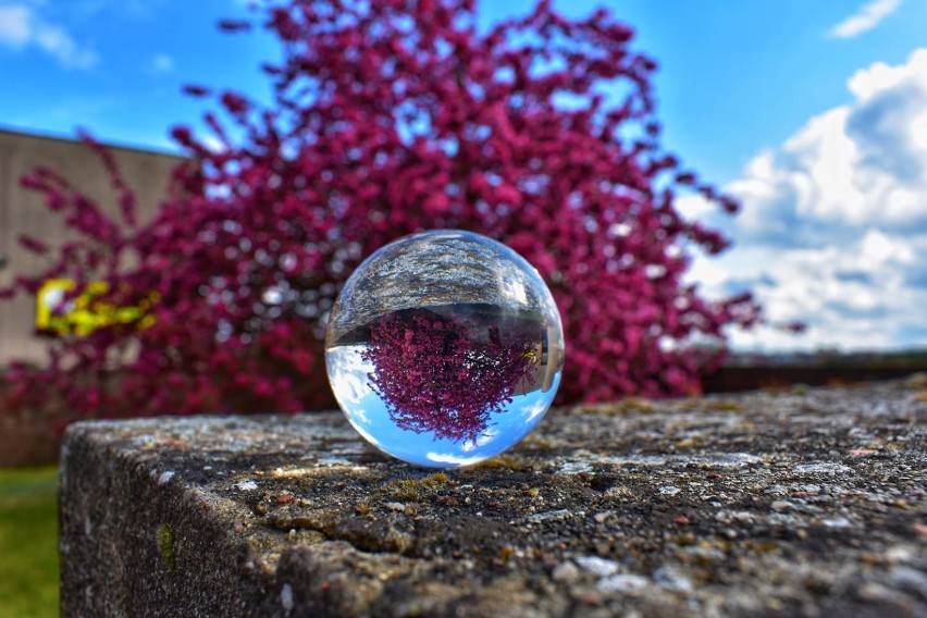 Tak kwitną nasze miejscowości. Przepiękne fotografie wiosenne naszych Czytelników (zdjęcia)