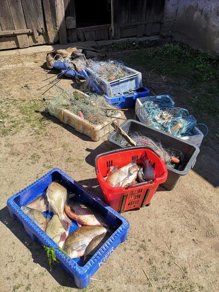 Kłusownicy ryb z powiatu nowodworskiego zatrzymani. Jeden z nich uciekał przed policją wpław rzeką