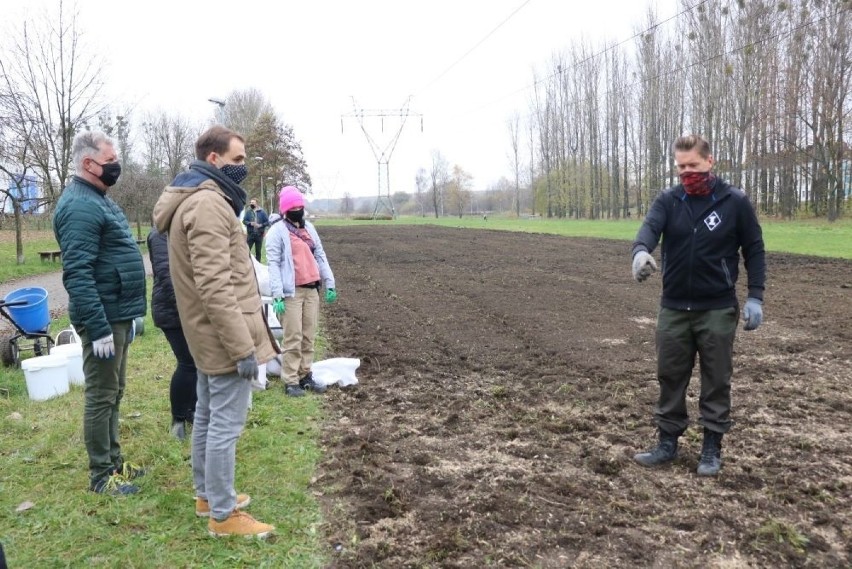 W Piekarach Śląskich sadzono łąki kwietne. Powinny one...