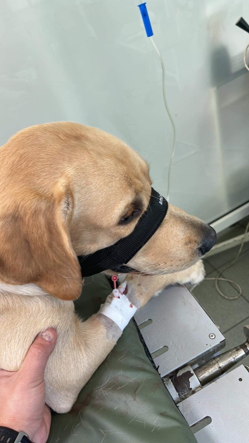 Kolejny przypadek zatrucia u psa w Grodzisku? Tym razem nie udało się go uratować 