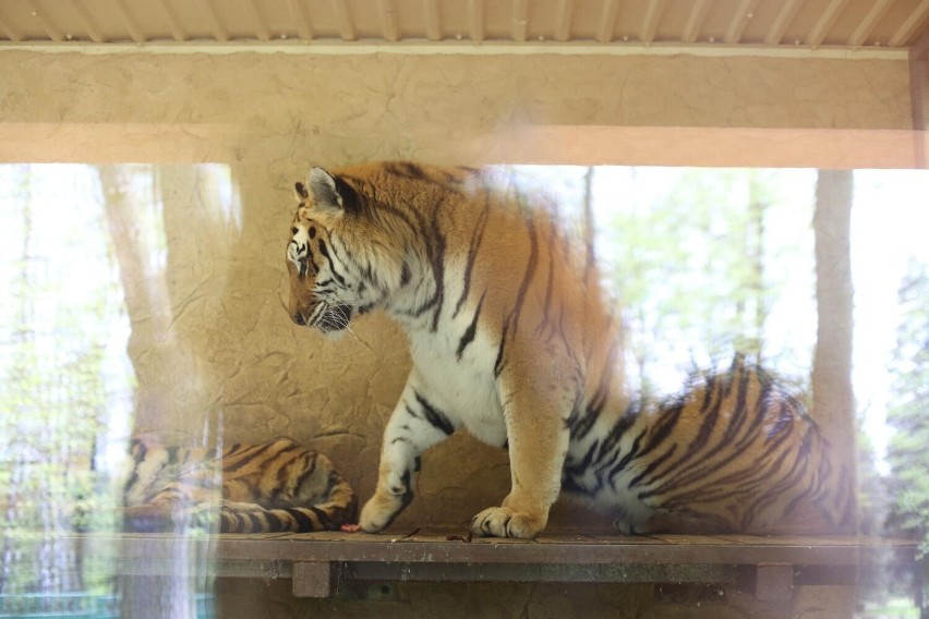 Śląski Ogród Zoologiczny - od 1 maja otwarty jest dłużej