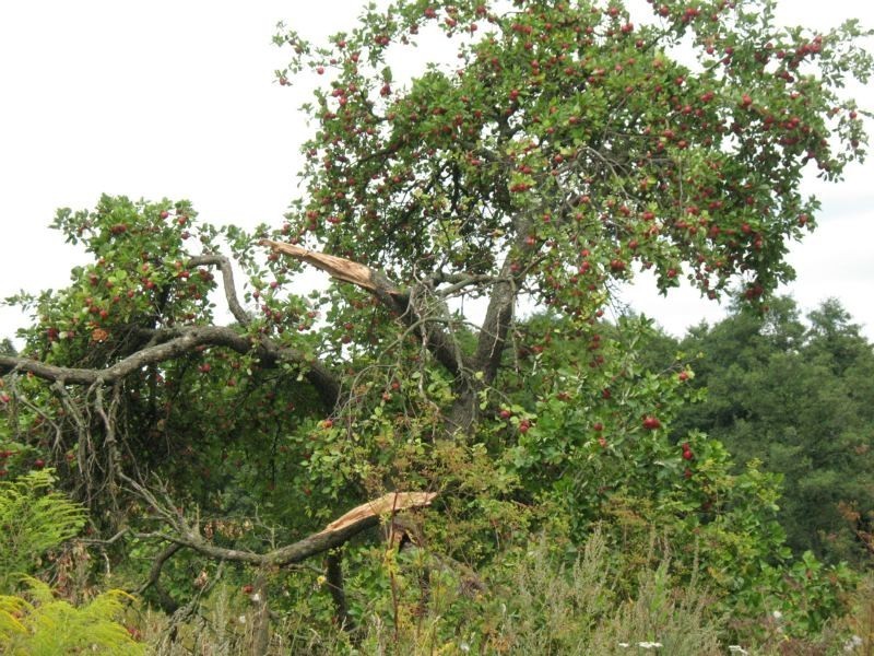 Kwidzyn: Inwentaryzacja starych odmian drzew owocowych