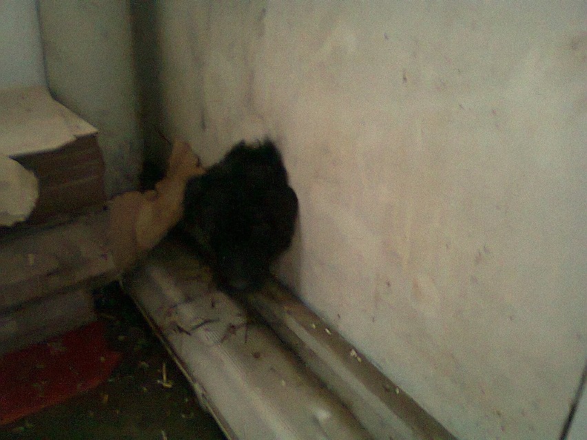 Szamocin: Straż Miejska uratowała psa, który tkwił głową w... ścianie [FOTO]
