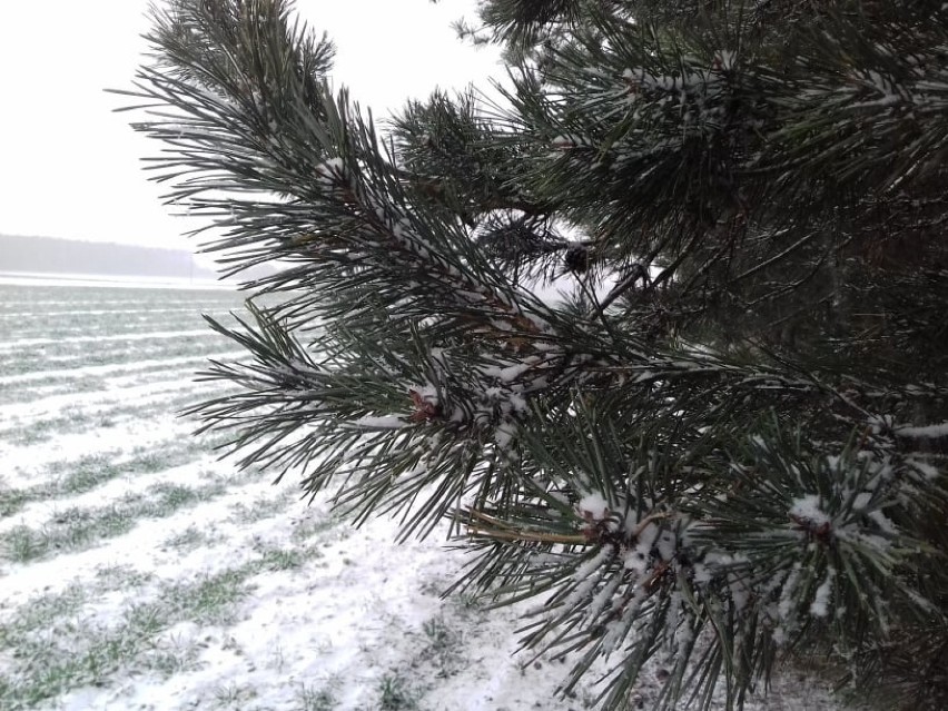 Pogoda w Łodzi i regionie. Spadł pierwszy śnieg w Woli...