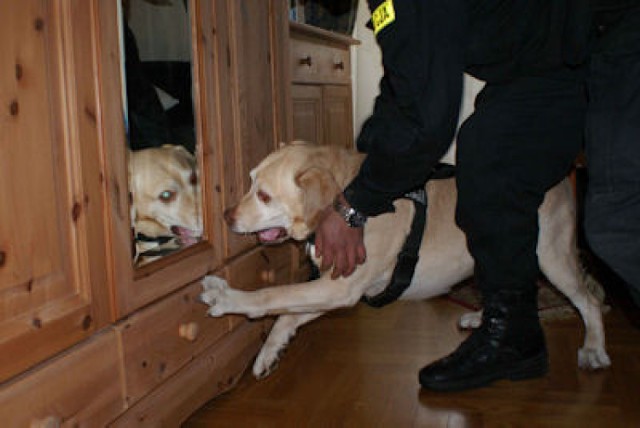 Egzamin dla policyjnych psów [ZDJĘCIA]