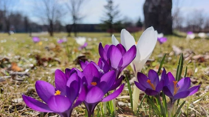 Pierwsze oznaki wiosny w Busku-Zdroju.