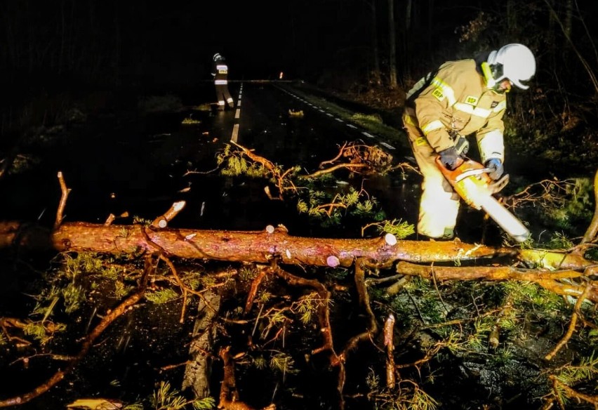 Strażacy podczas usuwania powalonych drzew na trasie Osie -...