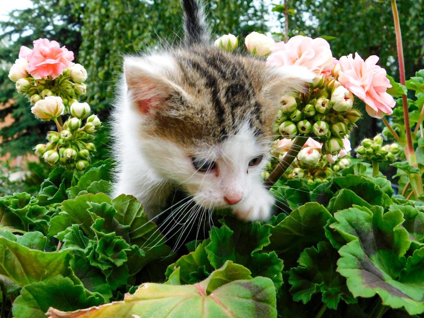 Schronisko dla Zwierząt w Gnieźnie ma do wydania słodkie kociaki