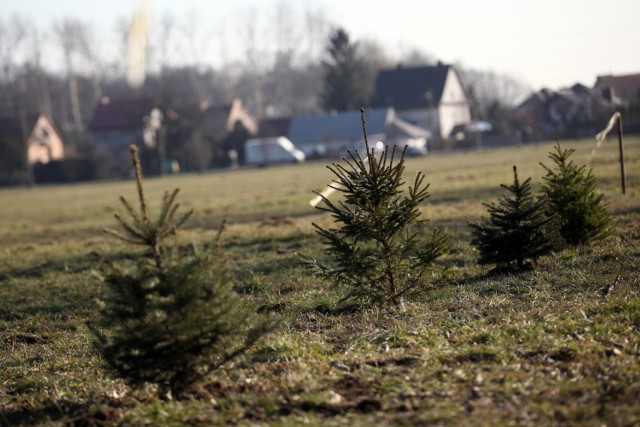 Żywe choinki w Krakowie będą miały szanse na drugie życie