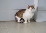 Dzień kota. Poznajcie mruczki z lubelskiego schroniska, które szukają domu 