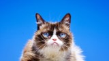 Nie żyje Grumpy Cat. Kotka była jednym z największych fenomenów internetu