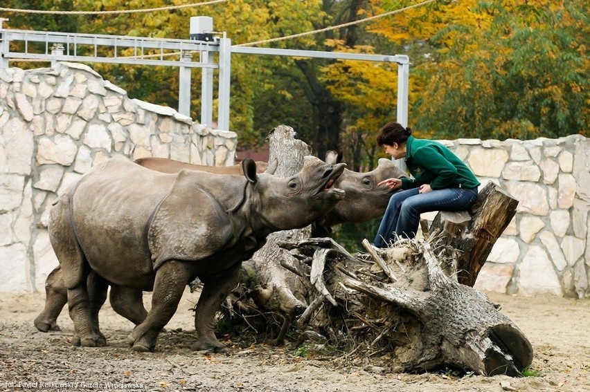 We wrocławskim zoo są dwa samce, które uwielbiają bawić się...