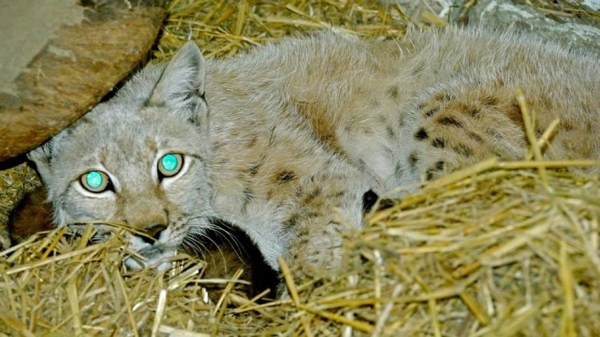 Nowe zwierzaki w zamojskim zoo: Trzy rysie i lama