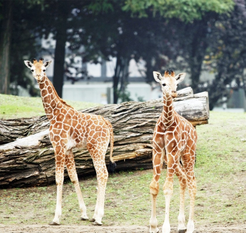 Podwyżka cen biletów do Zoo we Wrocławiu. Większość cen...