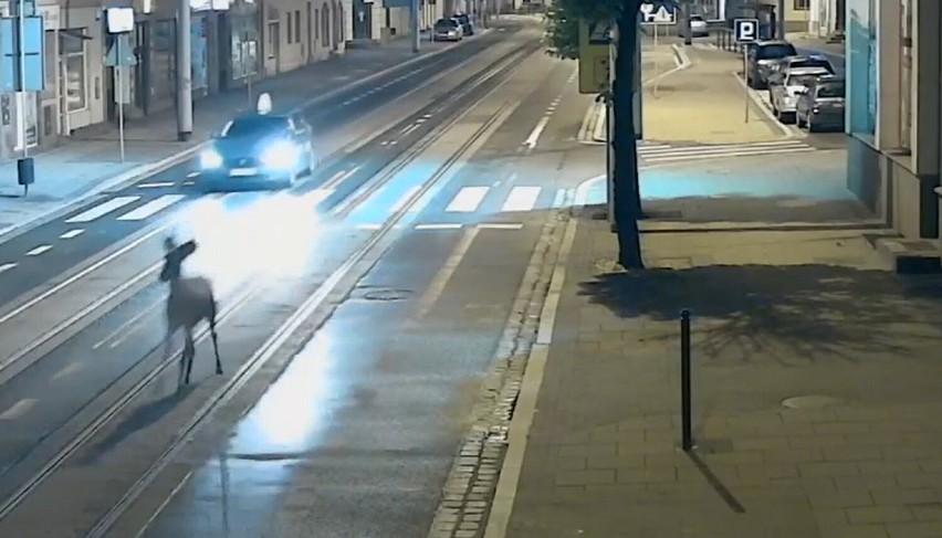 Sarna biegła środkiem ulicy w centrum Grudziądza [zdjęcia, wideo]