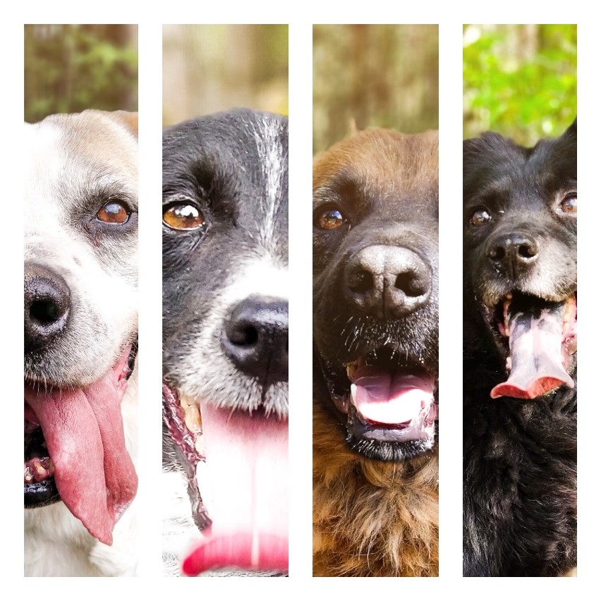 Szukamy domu dla bezdomnych psów Fundacji Schroniska Funny Pets w Czartkach. Dziś przedstawia się 6 czworonogów z gminy Kłodawa ZDJĘCIA