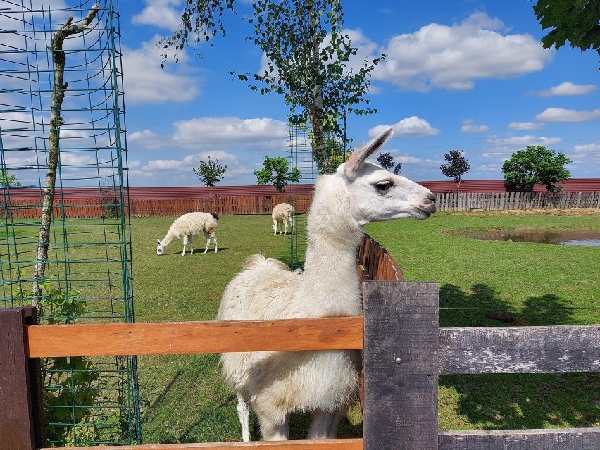 Z wizytą w zoo w Wojciechowie. Zobacz zdjęcia