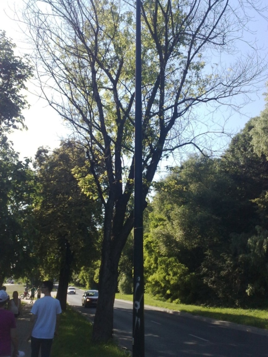 Uschnięte drzewa w Lublinie