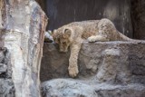 Młoda lwica z gdańskiego zoo ma imię. Prawo do nadania imienia lwiątku wylicytowała trójmiejska spółka deweloperska