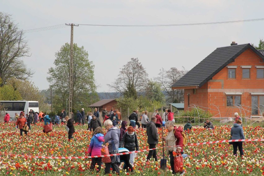 Marian Woronin - nowy tulipan w chrzypskiej kolekcji kwiatów...