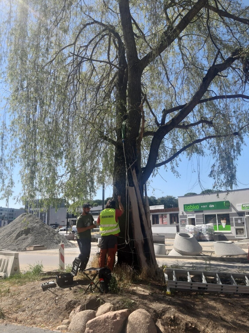 Topola i wierzba przy Żeromskiego w Radomsku odporne na złamania. ZDJĘCIA