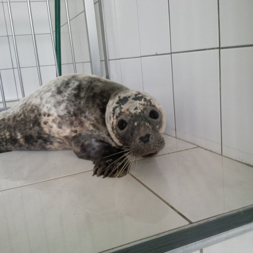 Mierzeja Wiślana. Szczenię foki znalezione na plaży