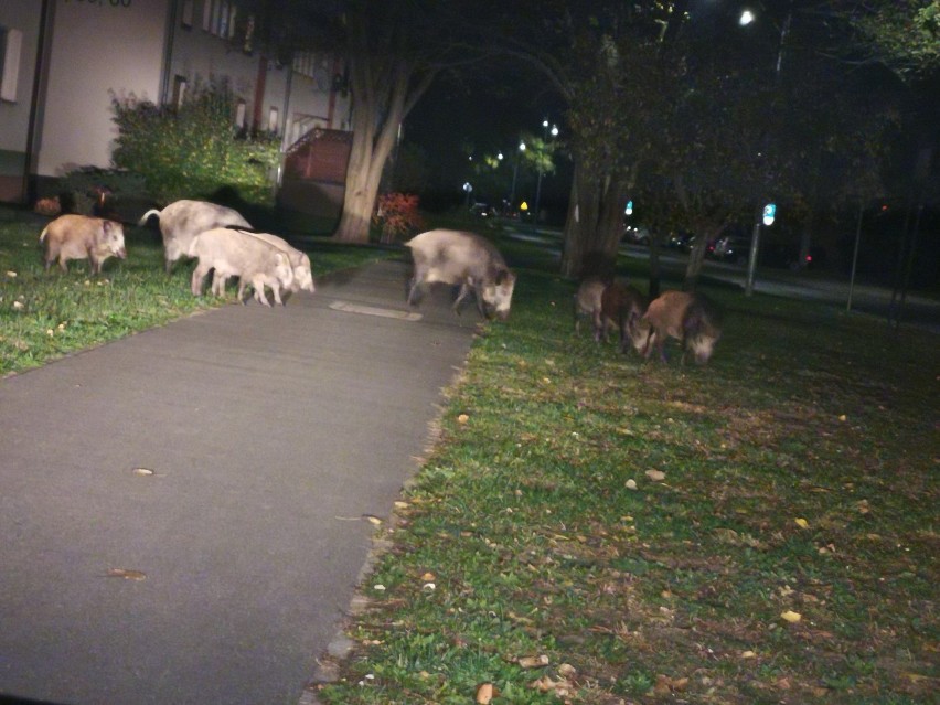 Rodzina dzików żerująca w Dąbiu uchwycona na zdjęciu przez...