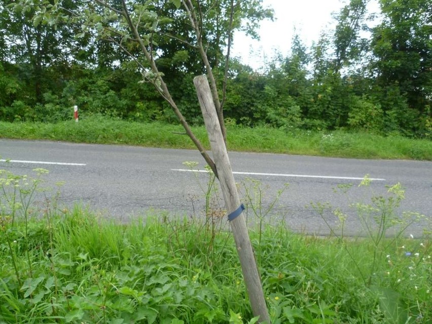 Zniszczone drzewka przy drodze z Chodzieży do Rataj. Jak walczyć z wandalami?