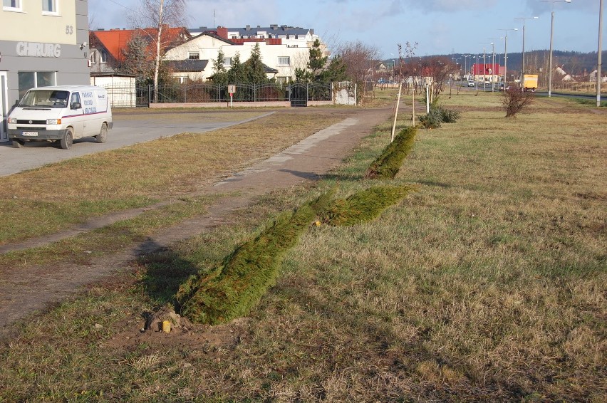 Powyrywane przez wichurę drzewka wzdłuż ul. Gdańskiej