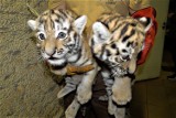 Zamość. W Ogrodzie Zoologicznym urodziły się tygrysy amurskie. To dwie samice