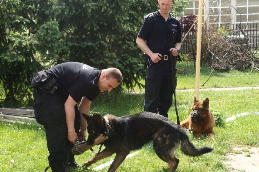 Psy policyjne węszyły w Młodzieżowym Ośrodku Wychowawczym w Kruszwicy