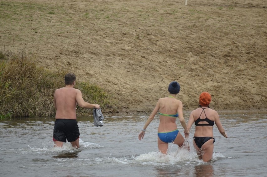 Około setka morsów kąpała się w Warcie w Sieradzu. Były też...